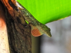 Anolis pentaprion
