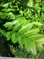 Simarouba