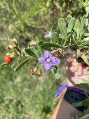 Lycium carolinianum