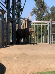Elephantidae