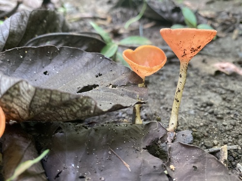 Cookeina speciosa image