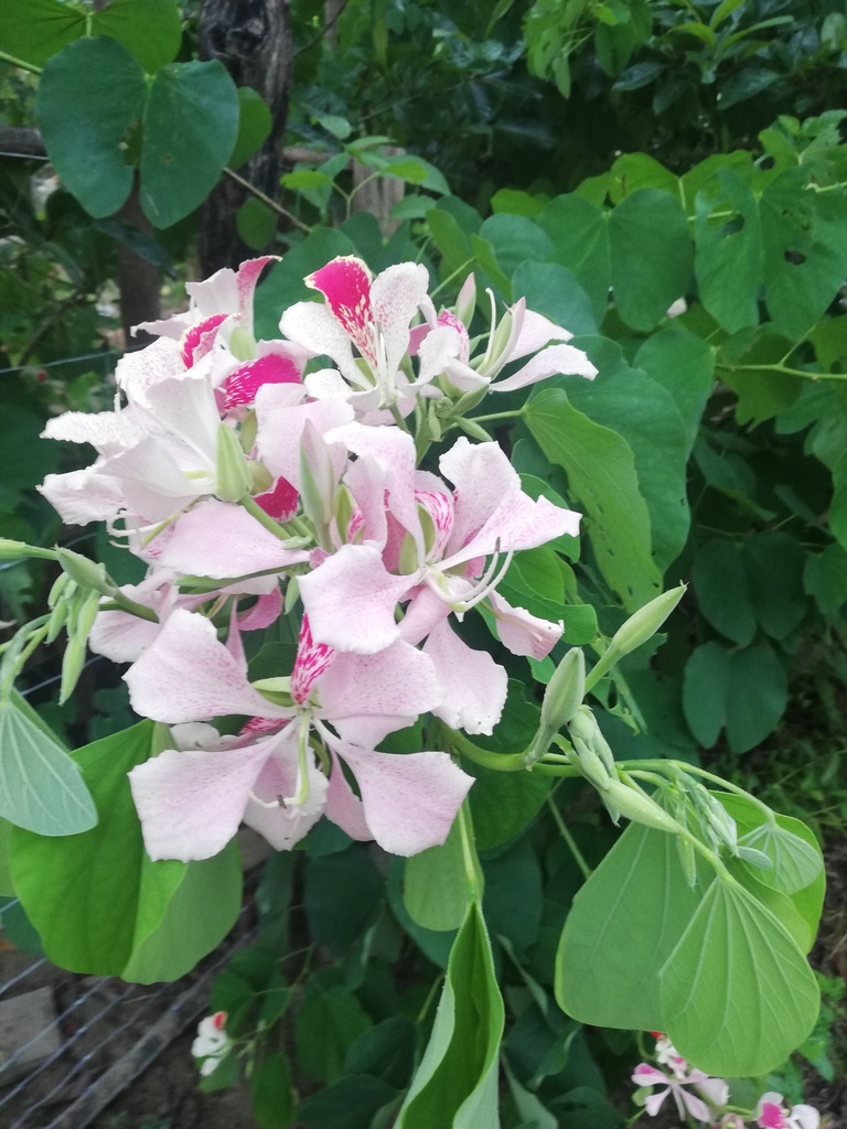 Bauhinia monandra, San Pedro Huamelula, Oax., México