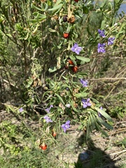 Lycium carolinianum