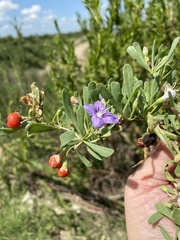 Lycium carolinianum