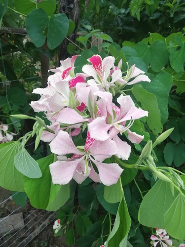 Bauhinia monandra