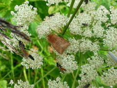 Eriopygodes imbecilla