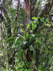 Vriesea