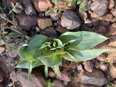 Colchicum ciliolatum