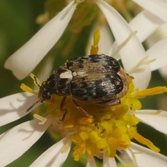 Megabruchidius dorsalis