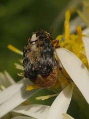 Megabruchidius dorsalis