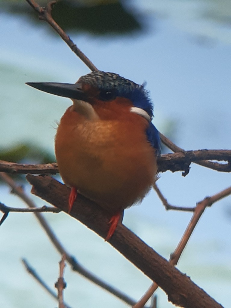 Malagasy Kingfisher