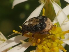 Megabruchidius dorsalis