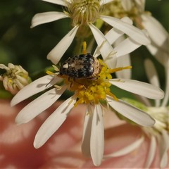 Megabruchidius dorsalis