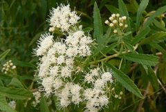 Ageratina liebmannii