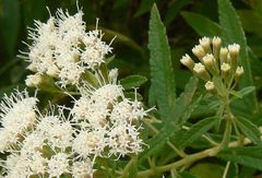Ageratina liebmannii