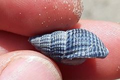 Tritia reticulata