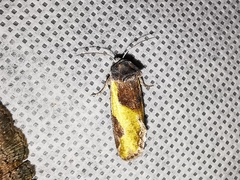 Chalcopasta fulgens