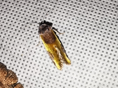 Chalcopasta fulgens