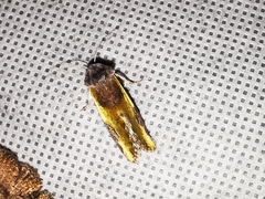 Chalcopasta fulgens