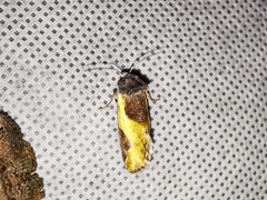 Chalcopasta fulgens