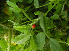 Hippodamia convergens