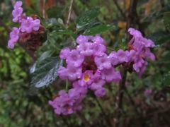 Lantana fucata