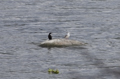 Chroicocephalus cirrocephalus