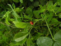 Hippodamia convergens