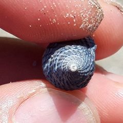 Tritia reticulata