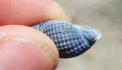 Tritia reticulata