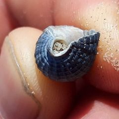 Tritia reticulata