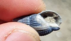 Tritia reticulata