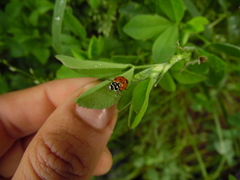 Hippodamia convergens