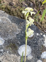 Disperis circumflexa circumflexa