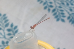 Leptobasis vacillans