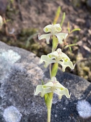 Disperis circumflexa circumflexa