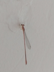 Leptobasis vacillans