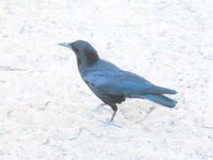 Corvus capensis capensis