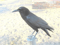 Corvus capensis capensis