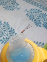 Leptobasis vacillans