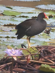 Gallinula chloropus pyrrhorrhoa