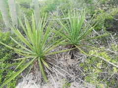 Agave karwinskii