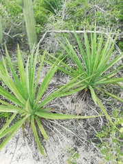 Agave karwinskii