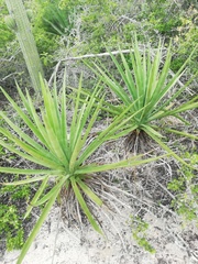 Agave karwinskii