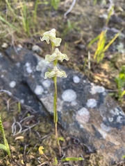 Disperis circumflexa circumflexa