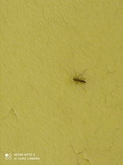 Nematocera