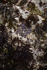 Semibalanus cariosus