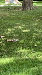 Sciurus carolinensis