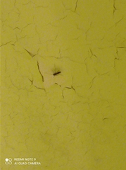 Nematocera