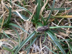 Carex nardina